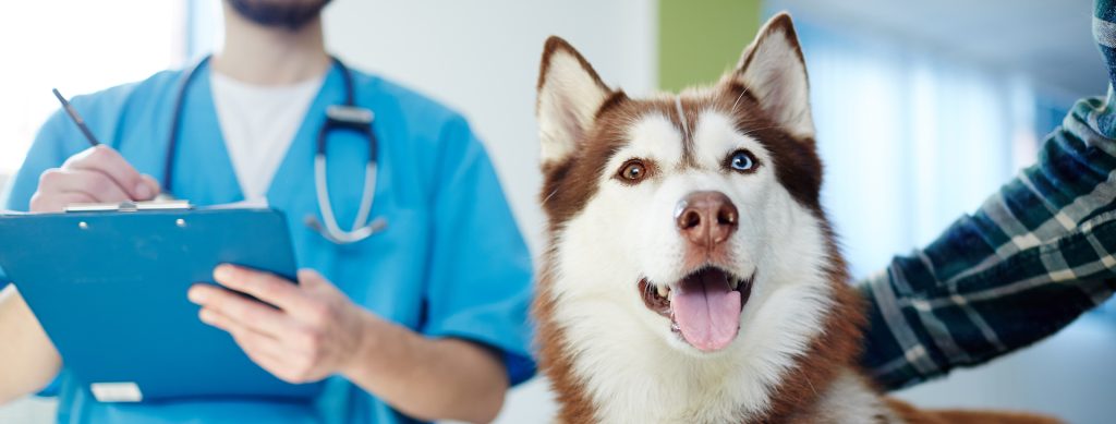 Veterinarian in Bentonville, Arkansas - All Pets Animal Hospital