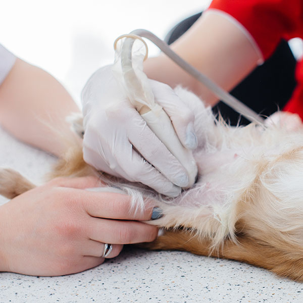 chihuahua getting an ultrasound