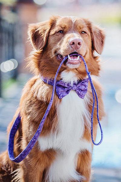 dog with bowtie and leash