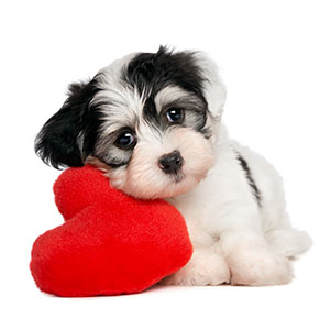 A cute lover valentine havanese puppy dog with a red heart isolated on white background