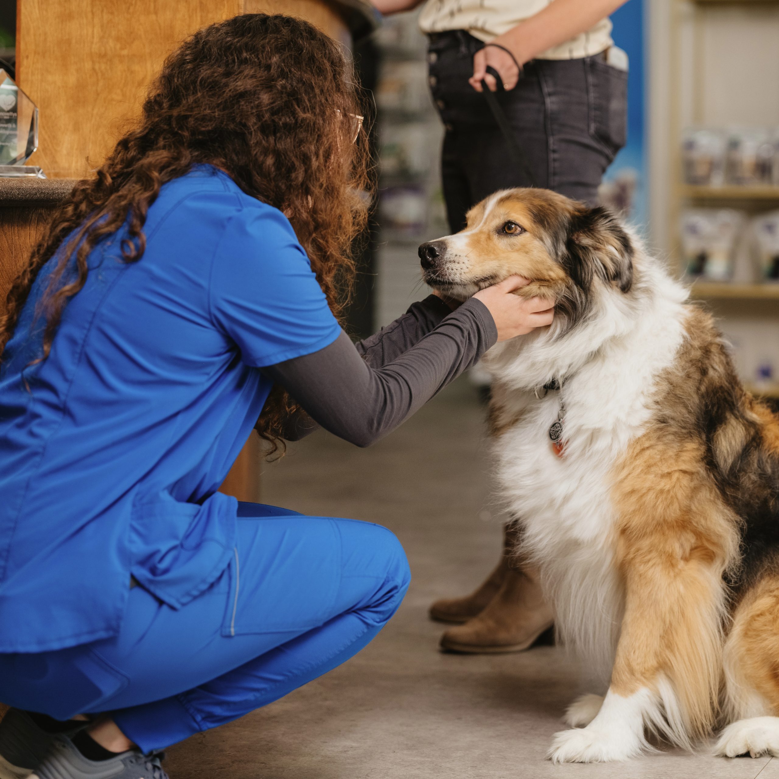 Veterinarian performing a heart health examination on a dog at All Pets Bentonville