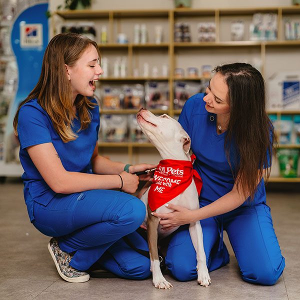 Dog wearing a bandana receiving gentle care at All Pets Animal Hospital in Bentonville
