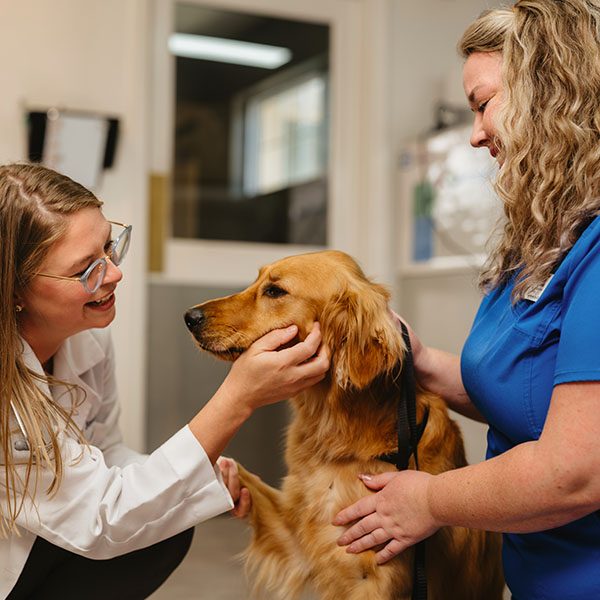 Exterior view of All Pets Animal Hospital in Bentonville providing spay and neuter services