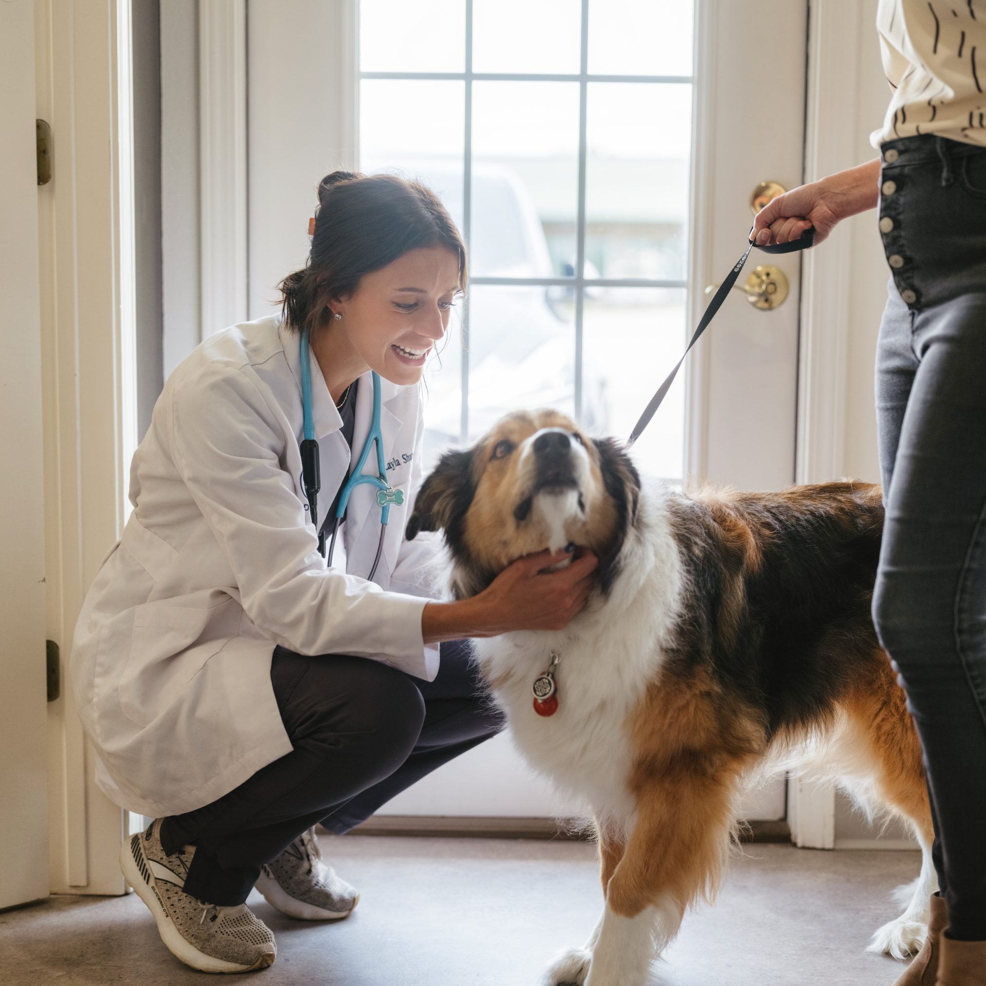 Senior dog receiving attentive veterinary care at All Pets Bentonville