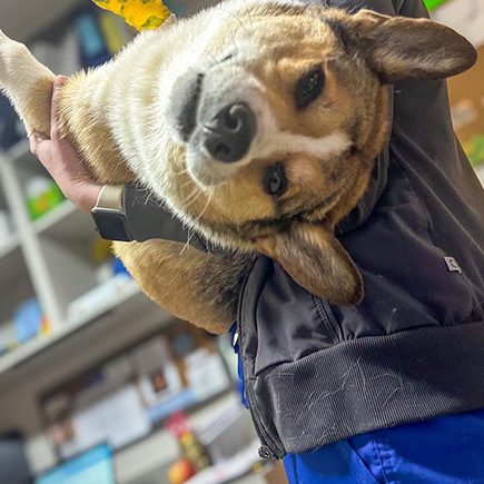 dog at vet upside down